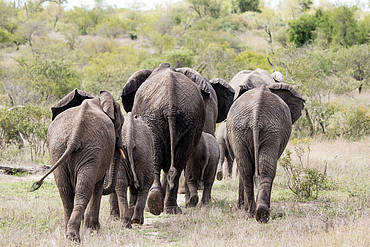 Wildlife can pose a threat