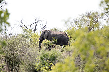 Wildlife in Mnagalane