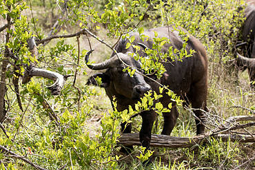 Roaming wildlife threaten communities