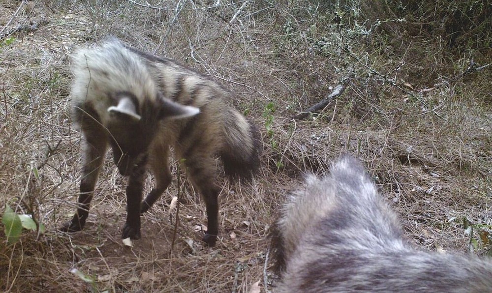 © Overberg Renosterveld Conservation Trust