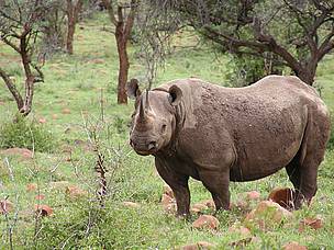 Black Rhino - Kwazulu Natal