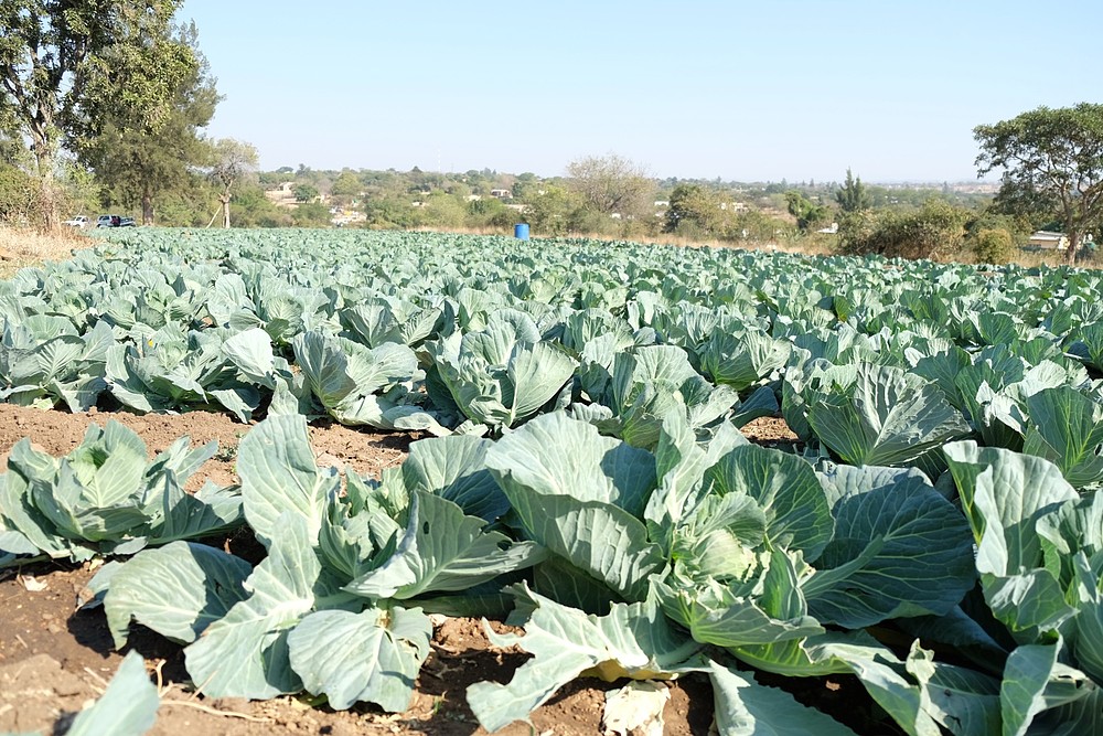 © WWF Cabbage was one of the vegetables that we grew in our garden when I was young.