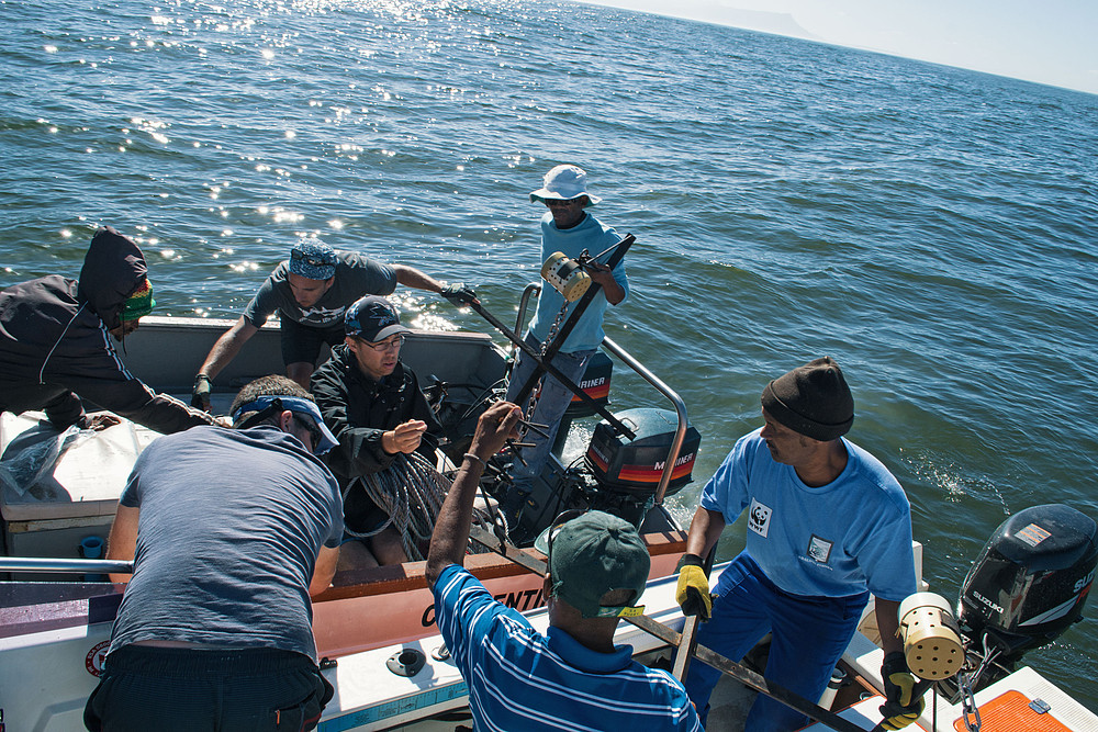 © WWF-SA BRUVs at Betty's Bay