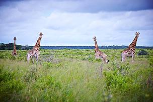 Ecosystem stewardship in South Africa