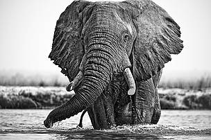 A sample of Adrian Steirn's wildlife photography.