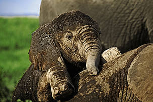 Mozambique has emerged as one of the main places of the slaughter of elephants and ivory transit in Africa.