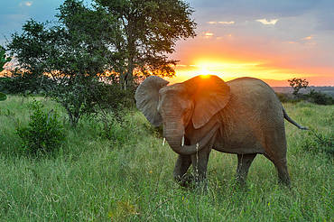 Elephant (Loxodonta africana) in South Africa