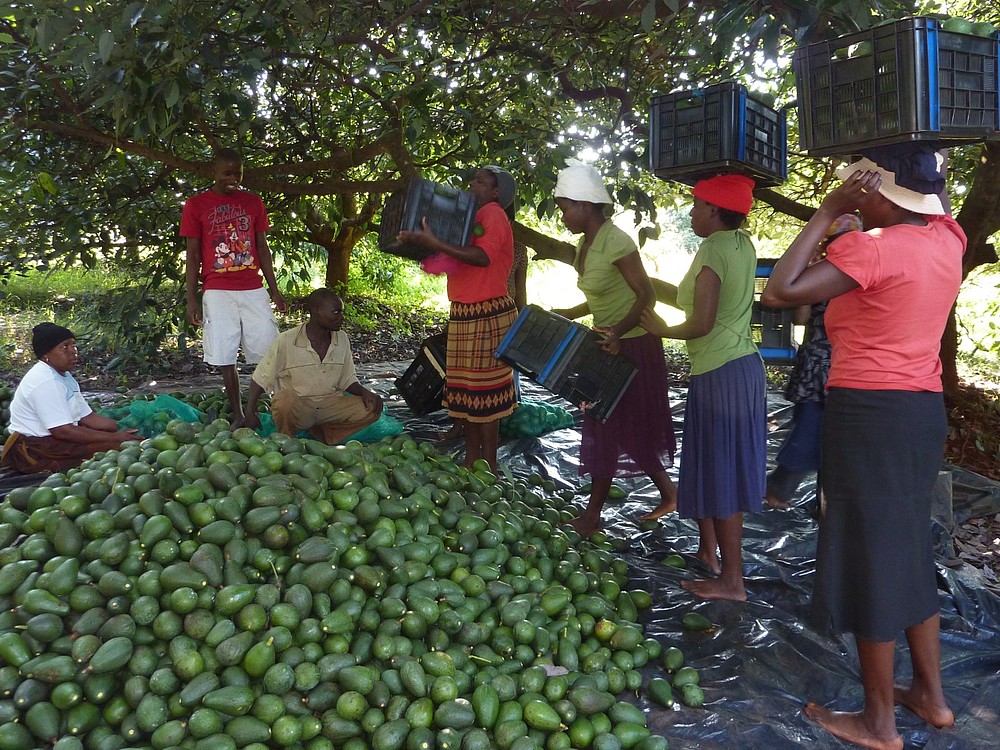© Marthane Swart Rural smallholder farmers play an important role in the food system, and might be the solution to meeting the rising demand of food in the world.