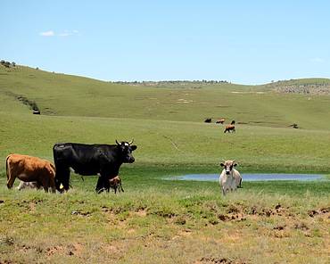 Farming in Matatiele