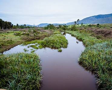 wetland palmiet