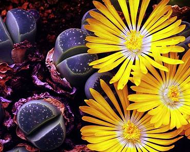 Flowering succulents
