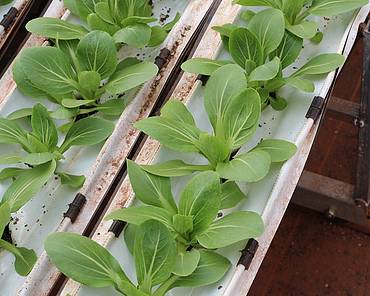 Hydroponically grown lettuce
