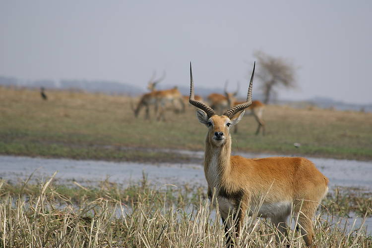 World’s only Kafue Lechwe, declining at an alarming rate