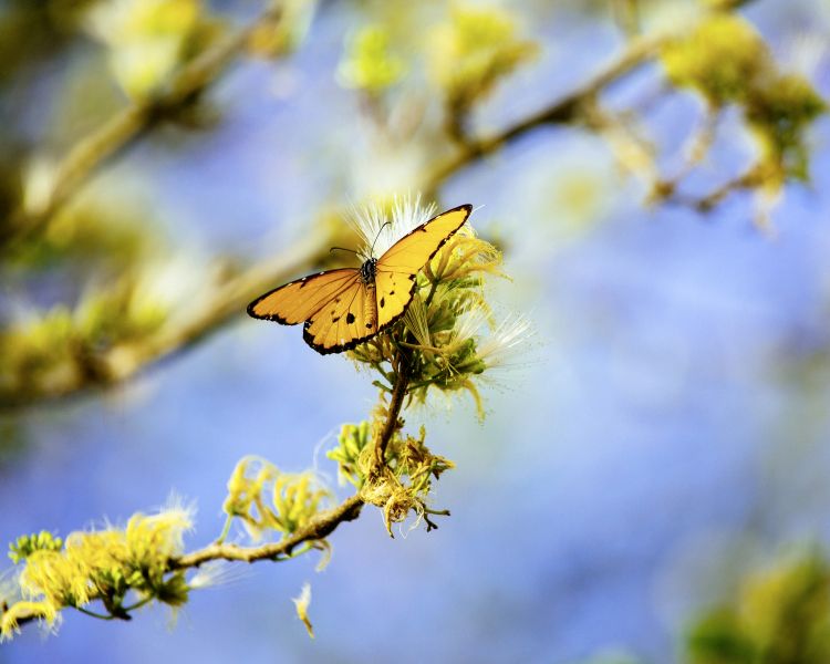 There is nothing natural about nature’s steep decline