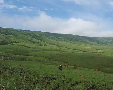 cattle in the fields