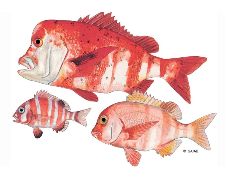 Consumers urged to check for red-listed species