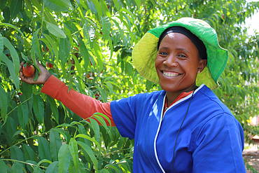 Nectarine picking