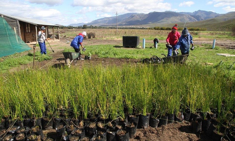 © WWF SA Nursery