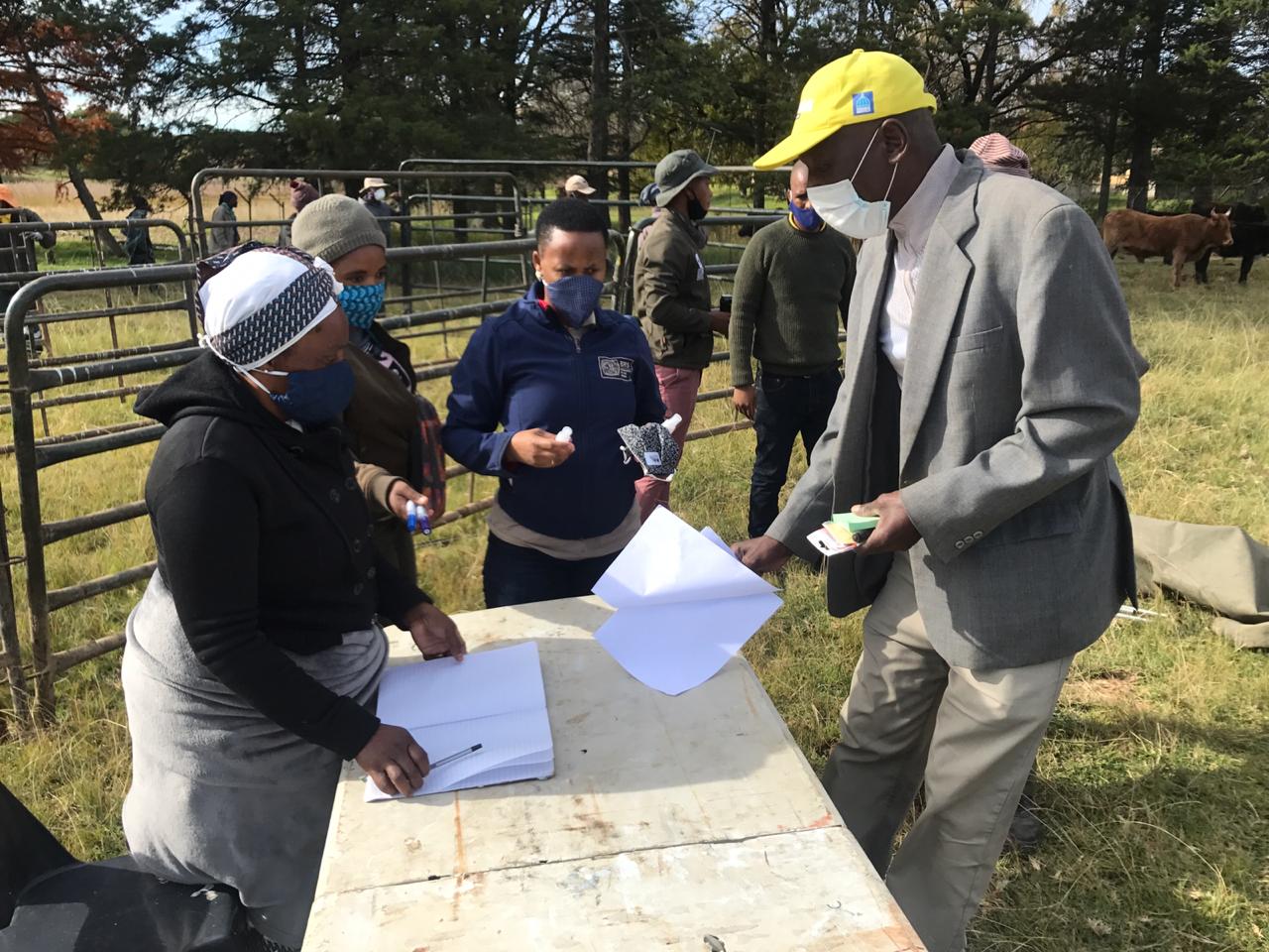 Cash cows in a time of corona WWF South Africa