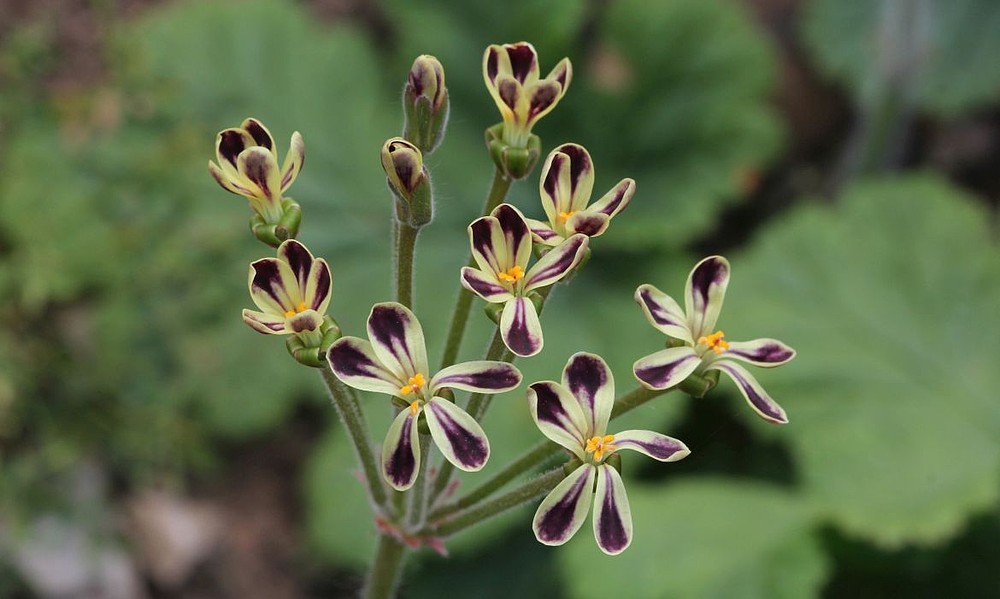 © Overberg Renosterveld Conservation Trust