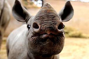 Follow @WWFSouthAfrica and help get #iam4rhinos trending across the globe.
