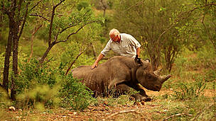 Dr Jacques Flamand of WWF’s Black Rhino Range Expansion Project administers the antidote to wake up a black rhino which has just been released on to a new home after an epic 1500 kilometre journey.