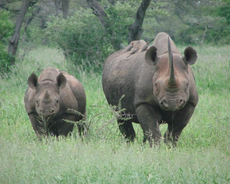 Threats to rhinos remain