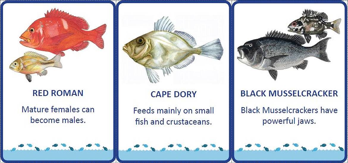 Teachers can download, print out and laminate these cards for use in the classroom. SASSI Cards