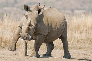 South Africa’s rhinos are up against the wall and facing a genuine crisis.