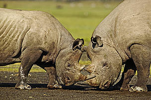 A Memorandum of Understanding signed by South Africa and Vietnam should improve cooperation on rhino conservation between the two states.