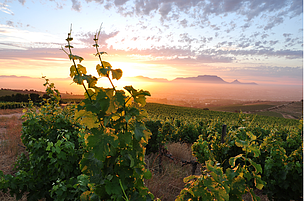 Over 10 years, nearly 90% of wine producers in the South African wine industry have firmly embedded responsible environmental practices into their business.