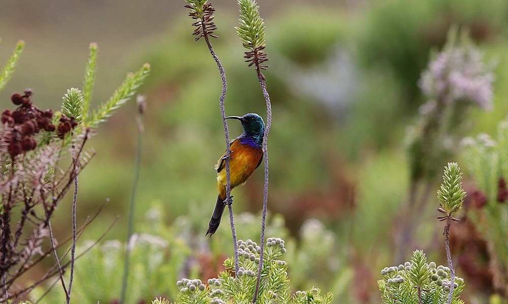 © WWF South Africa/Rob Tarr
