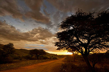 Sunset in the Kalahari bushveld, South Africa