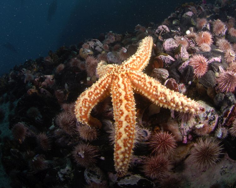 “Could do better” – WWF releases updated Ocean Scorecard