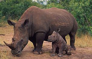 A Thai national, Chumlong Lemtongthai, has received the harshest sentence given for a wildlife crime in South Africa.