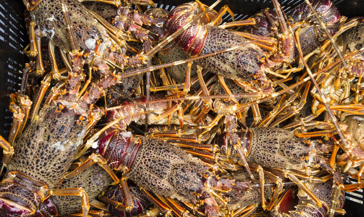 West Coast rock lobster is at risk of commercial extinction West Coast rock lobster is at risk of commercial extinction