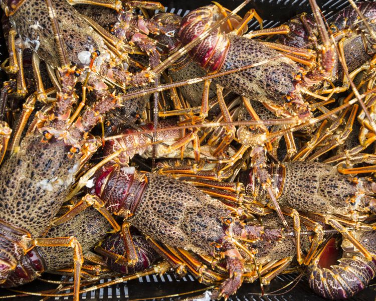 WWF welcomes end to West Coast rock lobster legal action