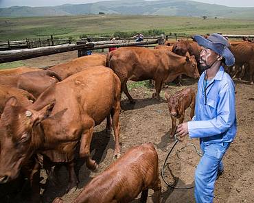 farmer and cattle