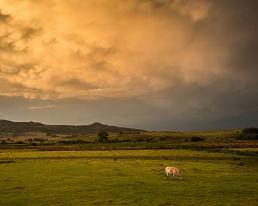 cow in a field