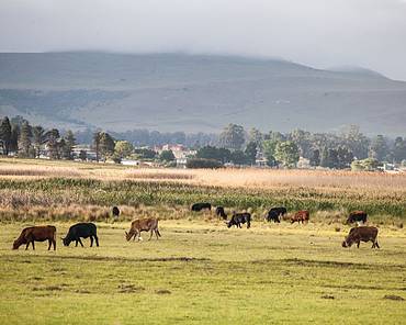 cattle in the field near community
