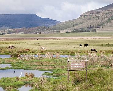 Wetlands
